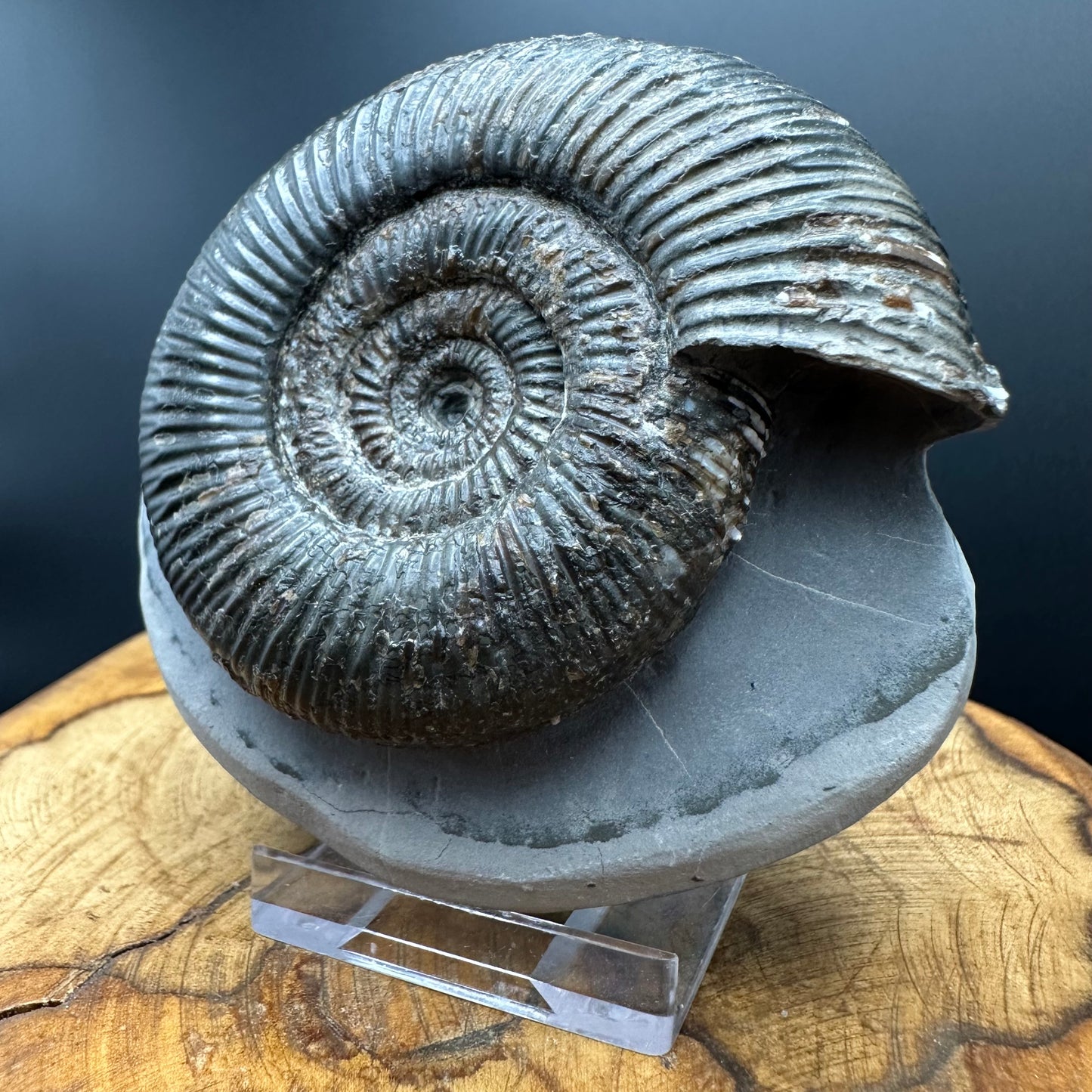 Dactylioceras semicelatum Ammonite fossil with stand - Whitby, North Yorkshire Jurassic Coast Yorkshire Fossils