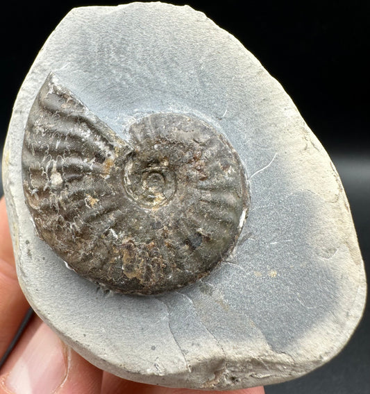 Pseudolioceras lythense Ammonite fossil with box and stand - Whitby, North Yorkshire, Yorkshire Fossils on the Jurassic Coast