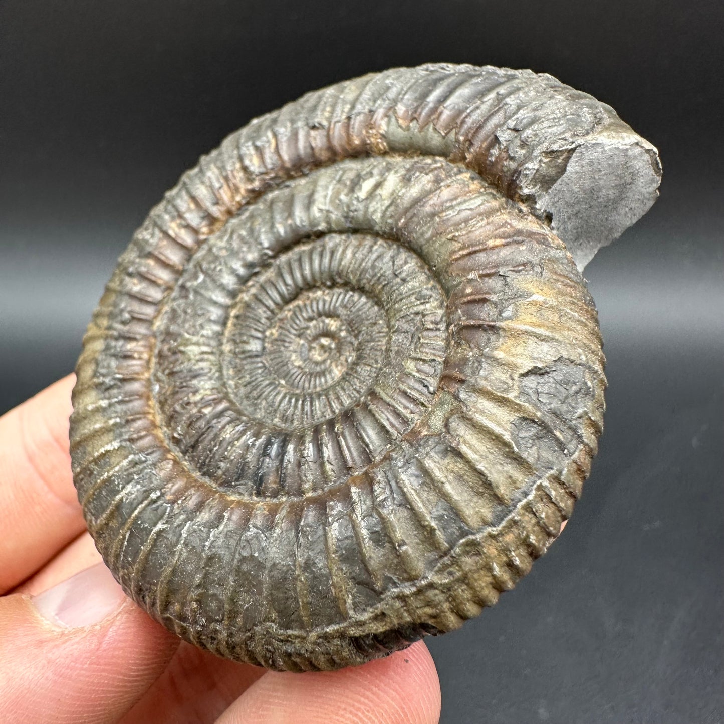 Dactylioceras Ammonite Fossil With Box And Stand - Whitby, North Yorkshire Jurassic Coast Yorkshire Fossils