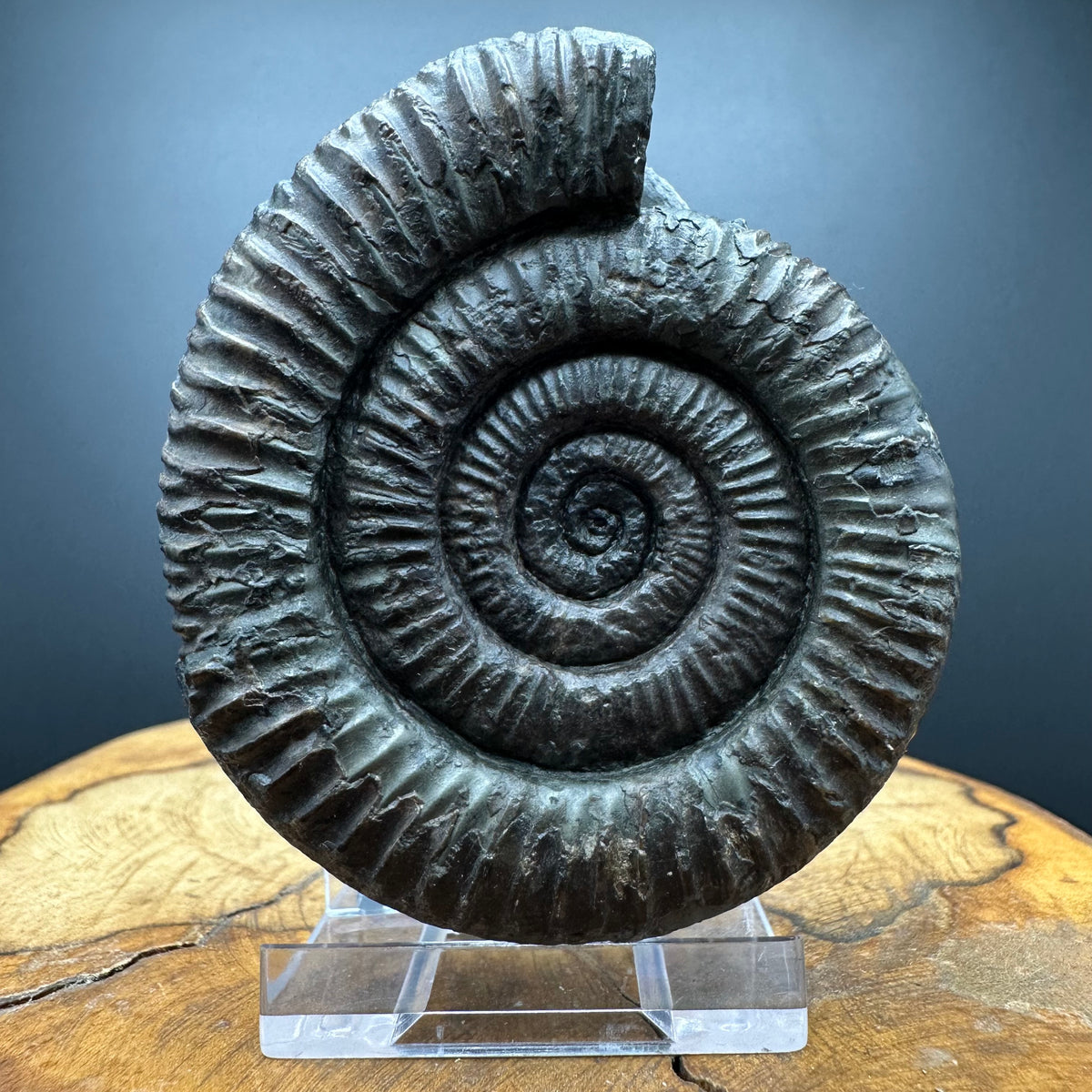 Dactylioceras Ammonite Fossil With box and Stand - Whitby, North Yorkshire Jurassic Coast Yorkshire Fossils