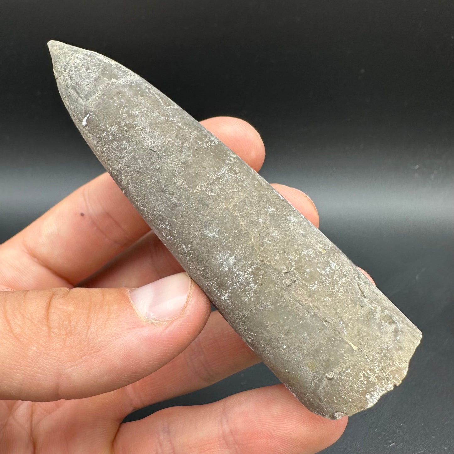 Belemnite (Fossil Squid) shell fossil with box and stand - Whitby, North Yorkshire Jurassic Coast Yorkshire Fossils