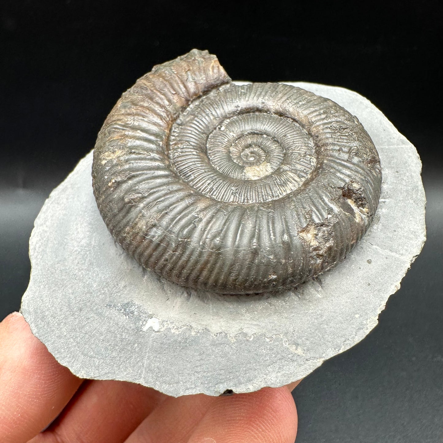 Peronoceras turriculatum Ammonite fossil with box and stand - Whitby, North Yorkshire Jurassic Coast, Yorkshire fossils