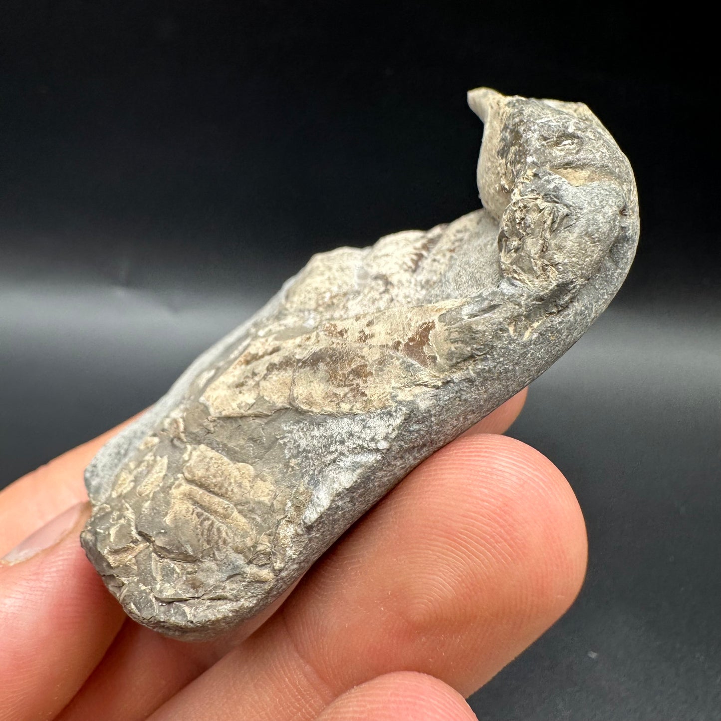 Lobster fossil with box and stand - Whitby, North Yorkshire Jurassic Coast, Yorkshire fossils