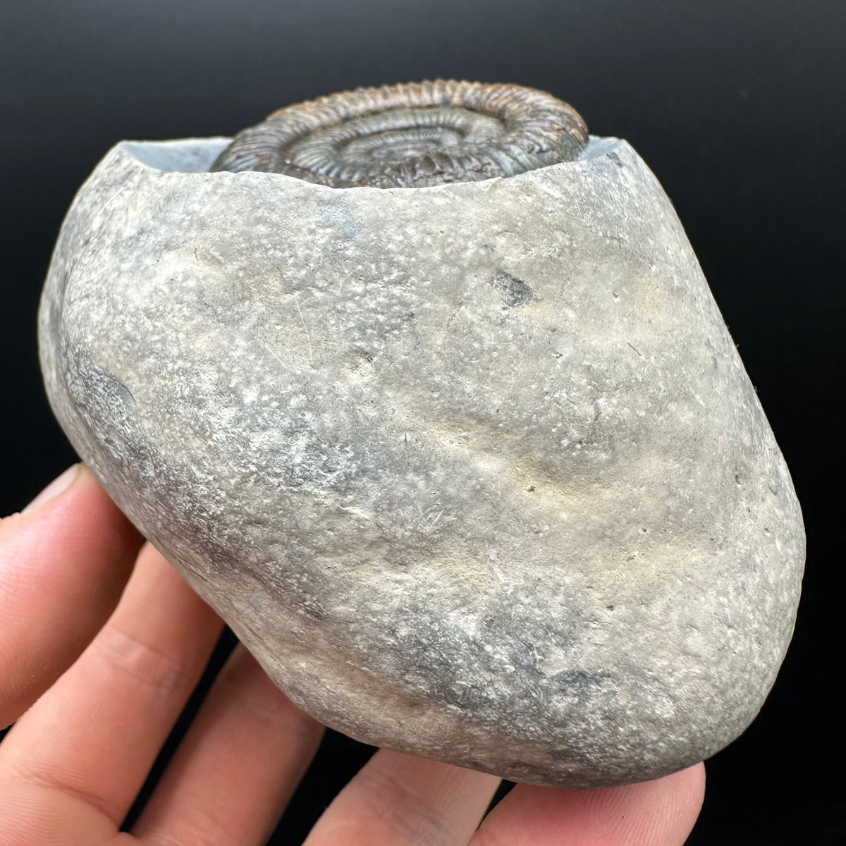 Dactylioceras Ammonite Fossil With Stand - Whitby, North Yorkshire Jurassic Coast Yorkshire Fossils