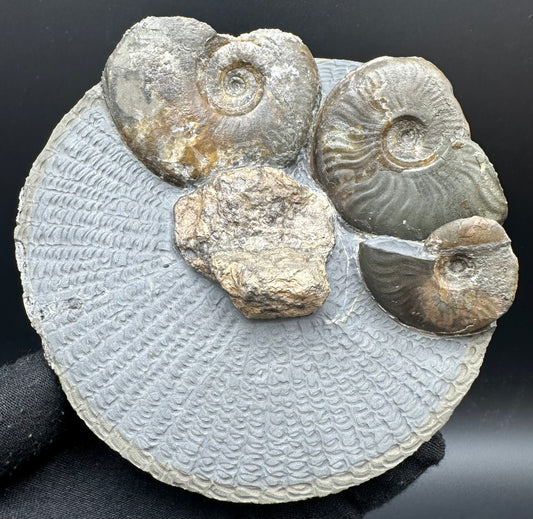 Eleganticeras Elegantulum ammonite / Coprolite fossil with box and stand - Whitby, North Yorkshire Jurassic Coast, Yorkshire Fossils