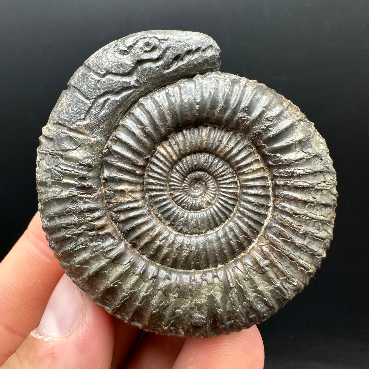 Snakestone Ammonite Fossil With Bag/Box And Stand - Whitby, North Yorkshire Jurassic Coast Yorkshire Fossils