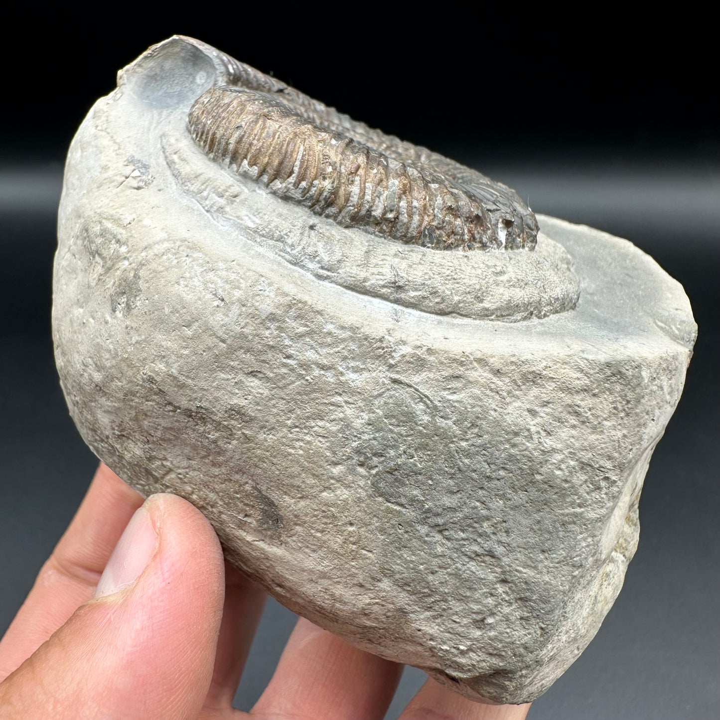 Peronoceras fibulatum ammonite fossil with box and stand - Whitby, North Yorkshire Jurassic Coast Yorkshire Fossils