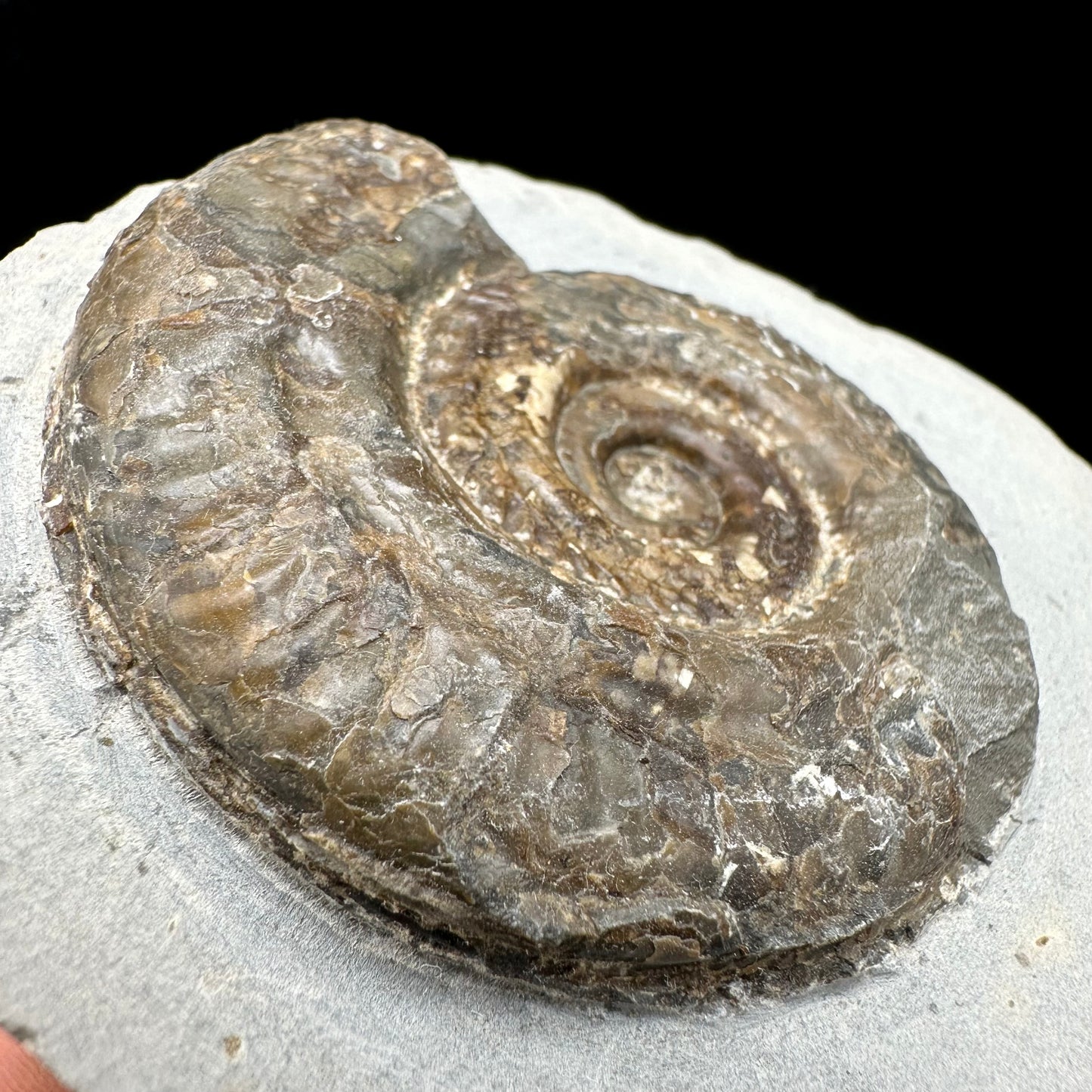 Hildoceras Bifrons Ammonite fossil with box and stand - Whitby, North Yorkshire Jurassic Coast, Yorkshire Fossils from the Jurassic Coast