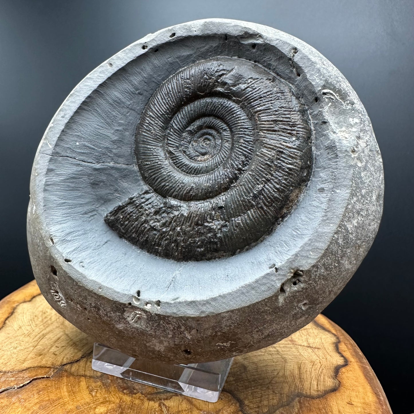 Dactylioceras semicelatum Ammonite fossil with stand - Whitby, North Yorkshire Jurassic Coast Yorkshire Fossils