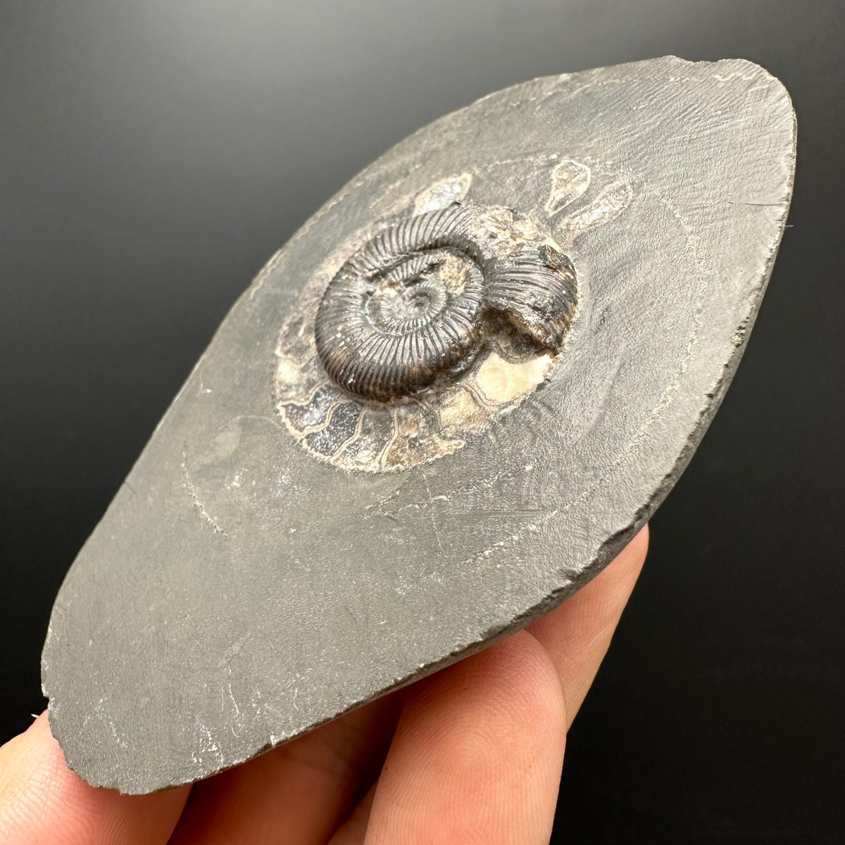 Dactylioceras Ammonite Fossil With box and Stand - Whitby, North Yorkshire Jurassic Coast Yorkshire Fossils