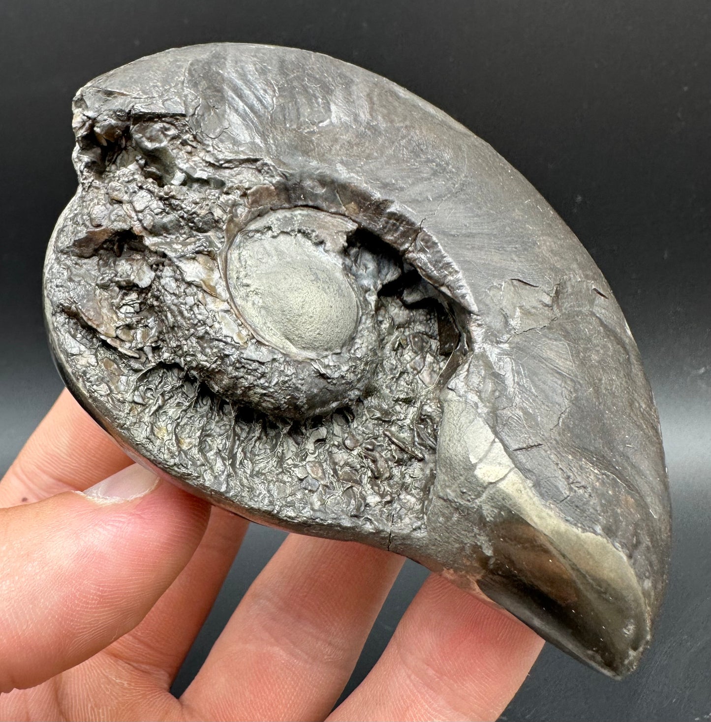 Golden Egg (GENUINE) Ammonite Fossil With Stand - Whitby, North Yorkshire Jurassic Coast Yorkshire Fossils