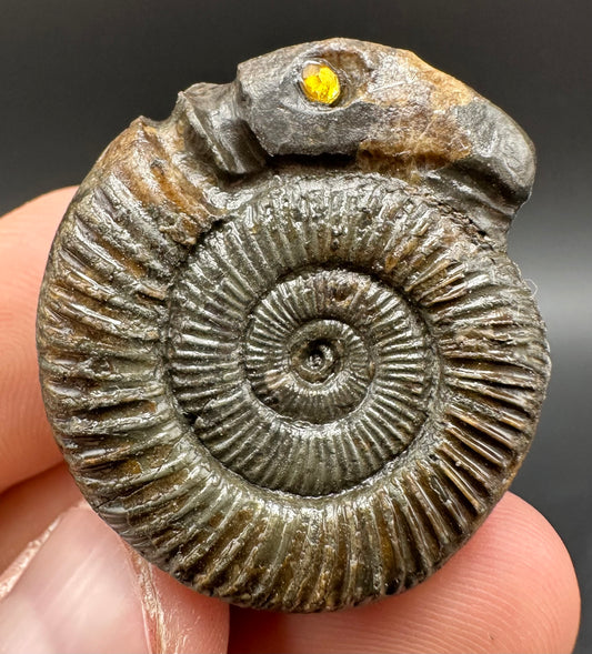 Snakestone Ammonite Fossil With Bag/Box And Stand - Whitby, North Yorkshire Jurassic Coast Yorkshire Fossils