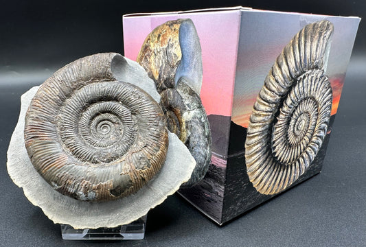 Dactylioceras tenuicostatum ammonite fossil with box and stand - Whitby, North Yorkshire Jurassic Coast