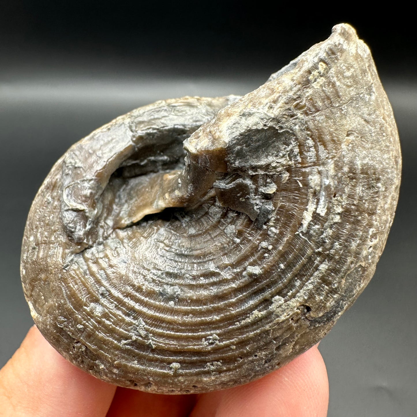 Gastropod Fossil Shell With Tin And Stand - Whitby, North Yorkshire, Jurassic Coast, Yorkshire Fossils