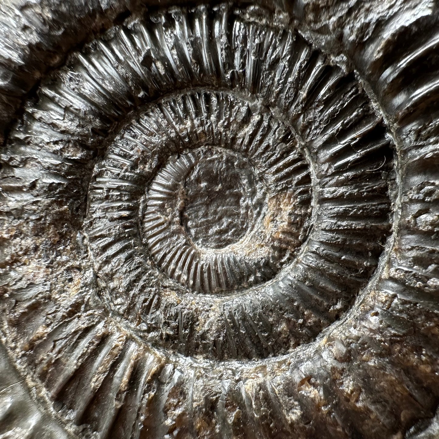Dactylioceras Ammonite Fossil With box and Stand - Whitby, North Yorkshire Jurassic Coast Yorkshire Fossils