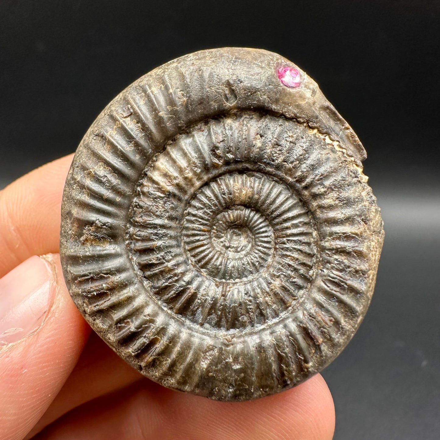 Snakestone Ammonite Fossil With Bag/Box And Stand - Whitby, North Yorkshire Jurassic Coast Yorkshire Fossils