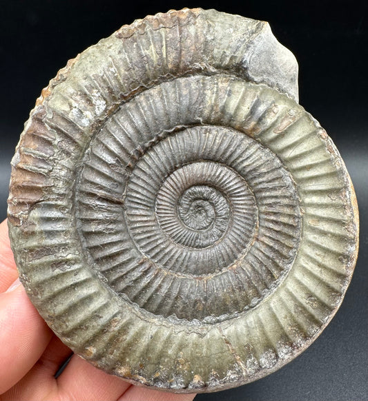 Dactylioceras Ammonite Fossil With Box And Stand - Whitby, North Yorkshire Jurassic Coast Yorkshire Fossils