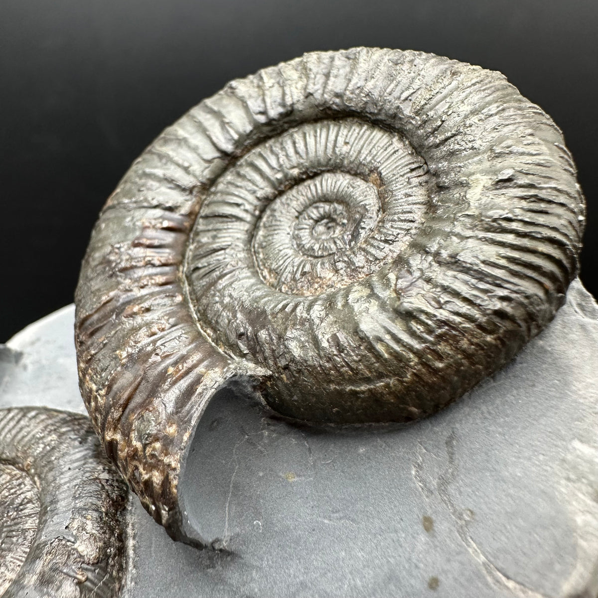 Peronoceras fibulatum Ammonite fossil with box and stand - Whitby, North Yorkshire Jurassic Coast Yorkshire Fossils