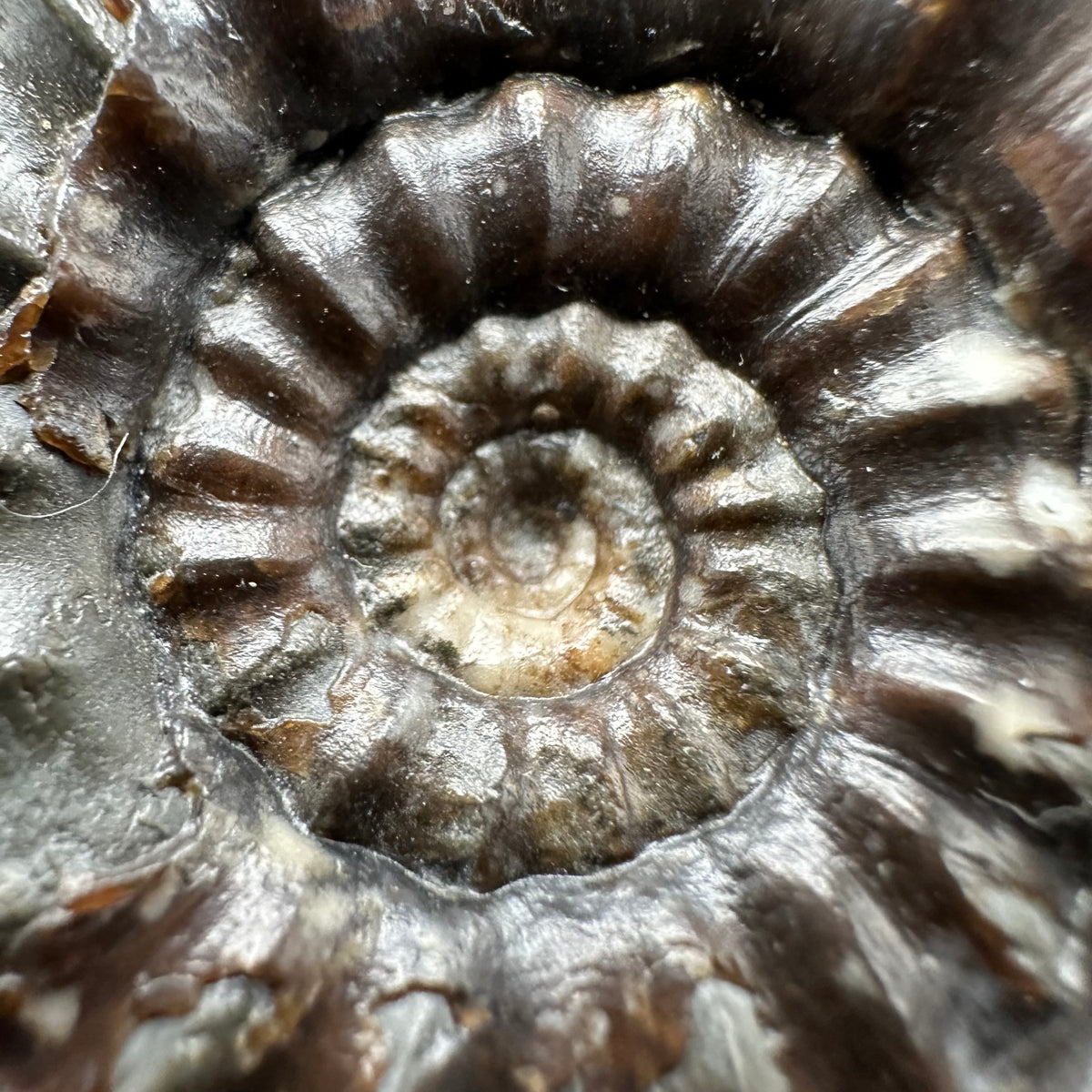Androgynoceras maculatum ammonite fossil with box and stand - Whitby, North Yorkshire Jurassic Coast Yorkshire Fossils