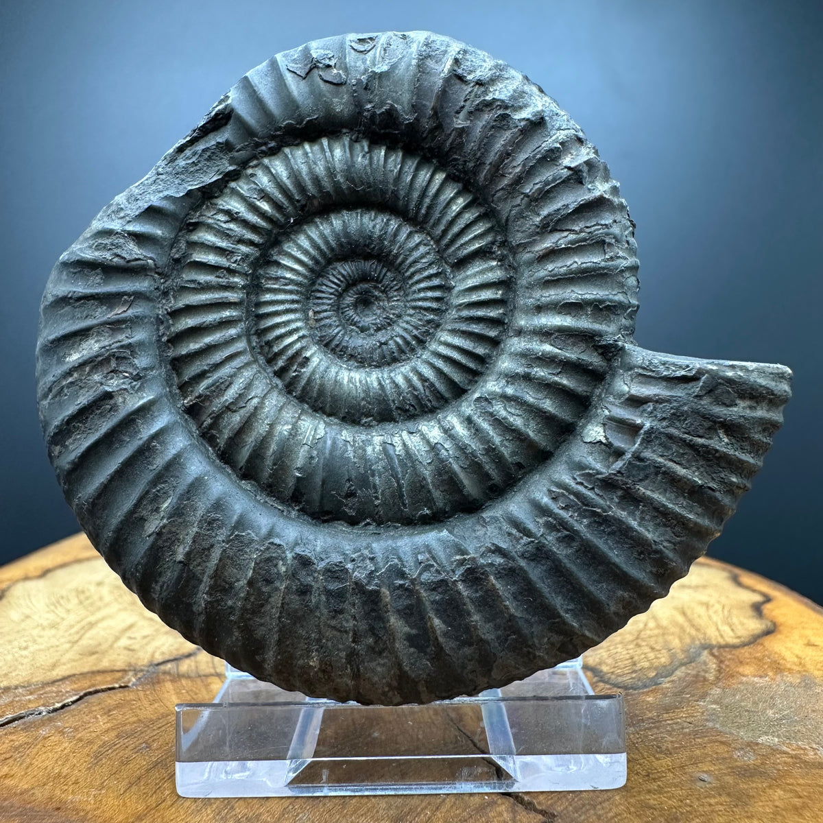 Dactylioceras Ammonite Fossil With box and Stand - Whitby, North Yorkshire Jurassic Coast Yorkshire Fossils