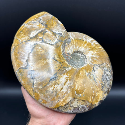 Cleoniceras Ammonite Fossil With Stand - Cretaceous Ammonite Madagascar
