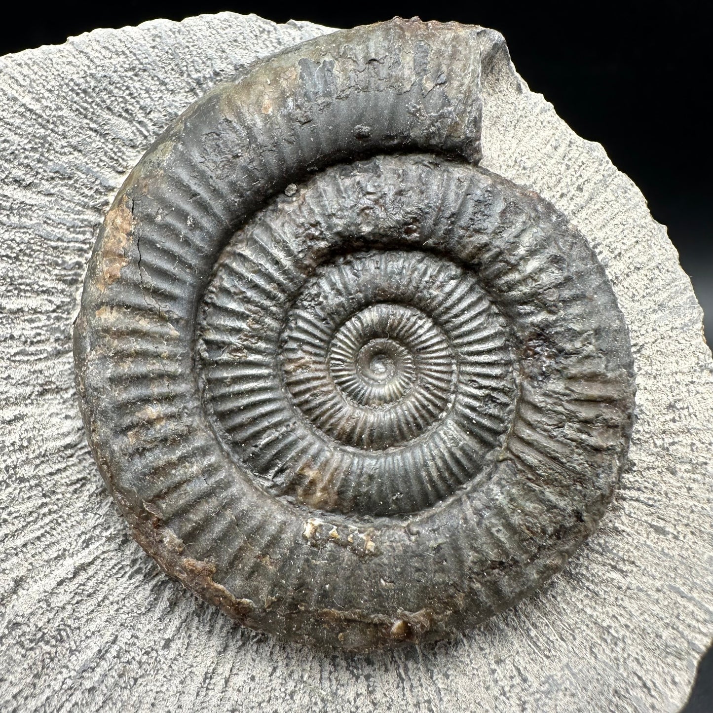 Dactylioceras Ammonite Fossil With Box And Stand - Whitby, North Yorkshire Jurassic Coast Yorkshire Fossils