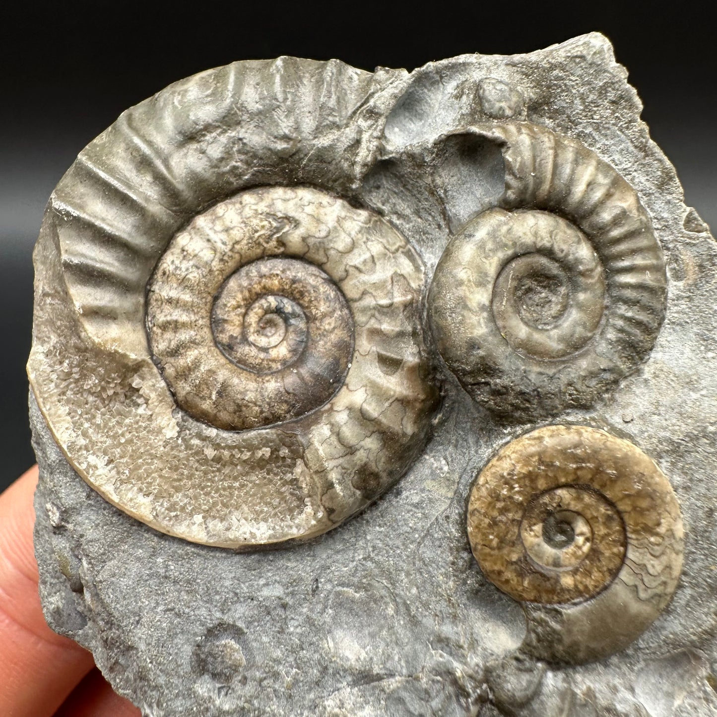Arnioceras ammonite shell fossil with box and stand - Whitby, North Yorkshire Jurassic Coast Yorkshire Fossils
