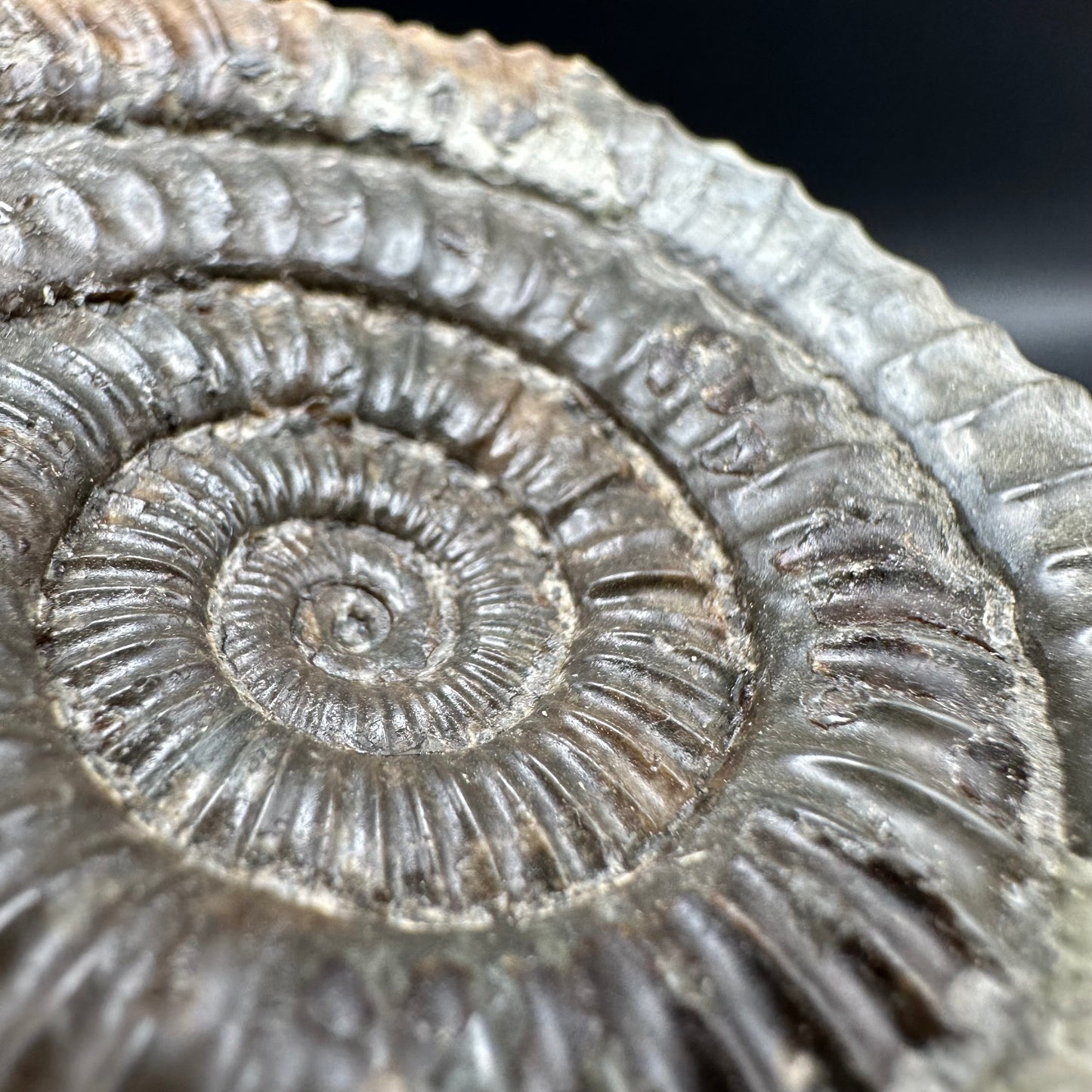 Dactylioceras Ammonite Fossil With Box And Stand - Whitby, North Yorkshire Jurassic Coast Yorkshire Fossils