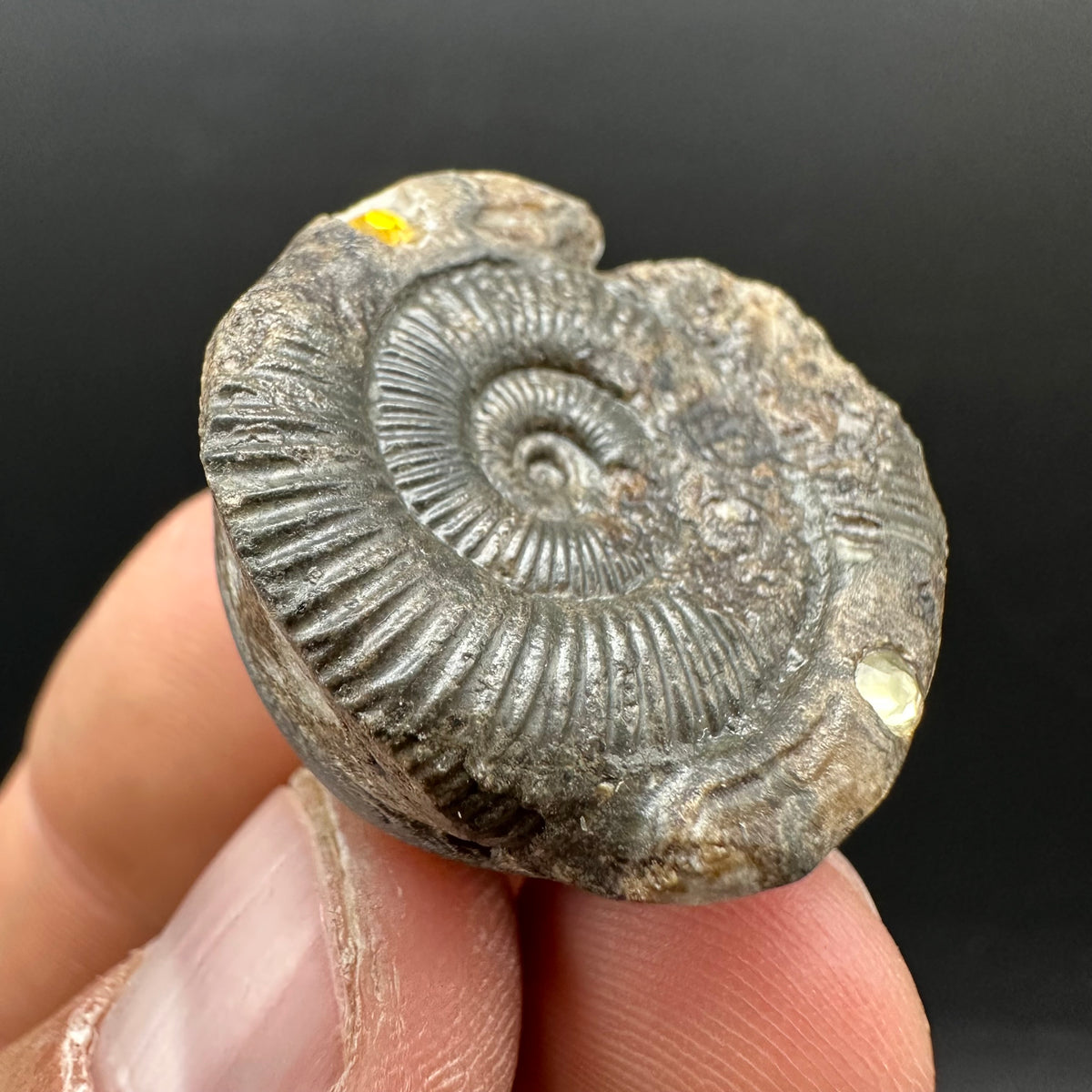Hydra Snakestone Ammonite Fossil With Bag/Box And Stand - Whitby, North Yorkshire Jurassic Coast Yorkshire Fossils