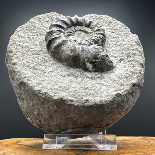 Androgynoceras maculatum ammonite fossil with box and stand - Whitby, North Yorkshire Jurassic Coast Yorkshire Fossils