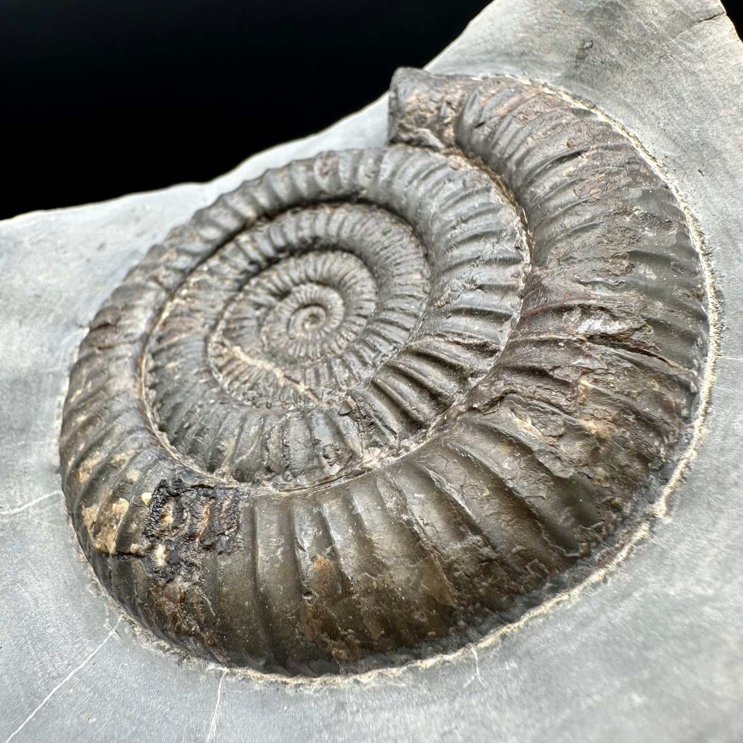 Dactylioceras Ammonite Fossil - Whitby, North Yorkshire Jurassic Coast Yorkshire Fossils