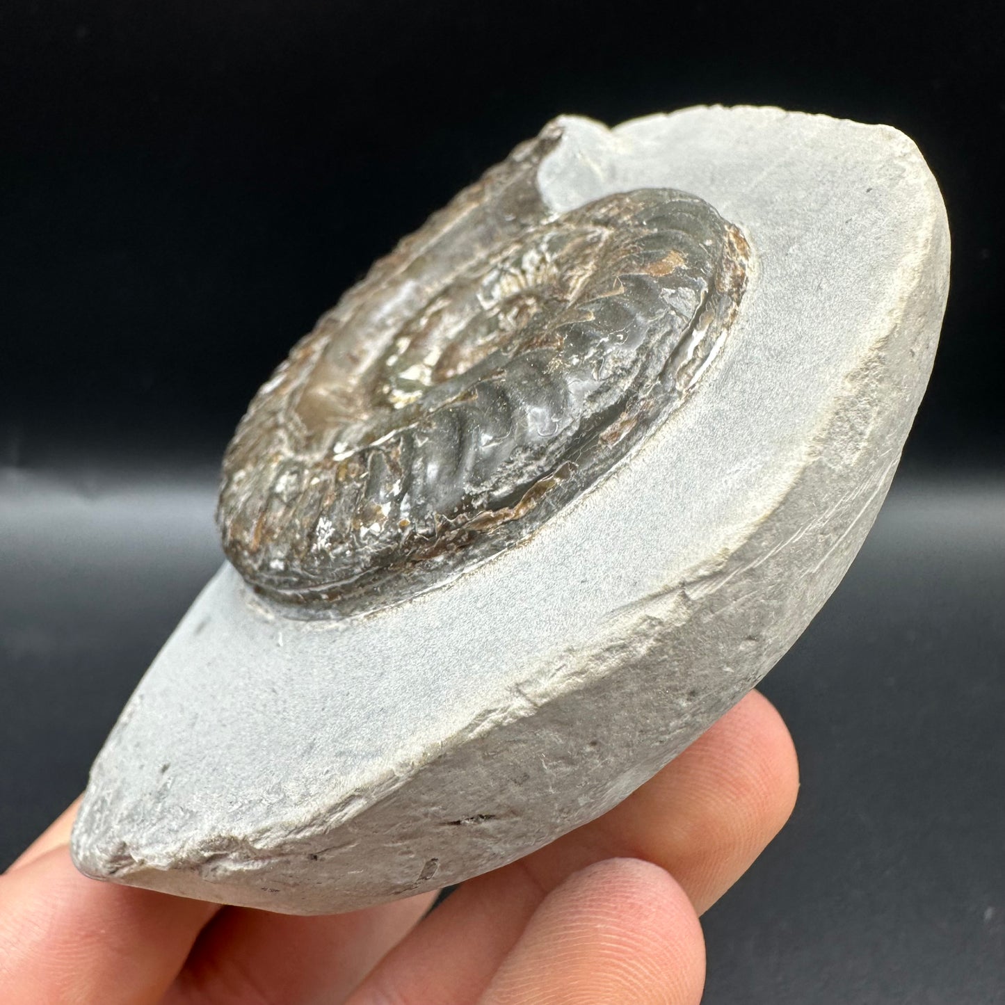 Hildoceras Bifrons Ammonite fossil with box and stand - Whitby, North Yorkshire Jurassic Coast, Yorkshire Fossils from the Jurassic Coast