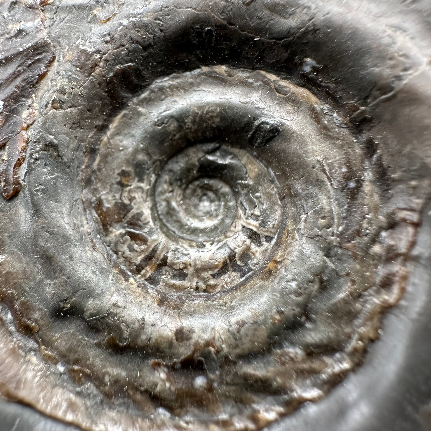 Hildoceras Bifrons ammonite fossil with box and stand - Whitby, North Yorkshire Jurassic Coast Yorkshire Fossils