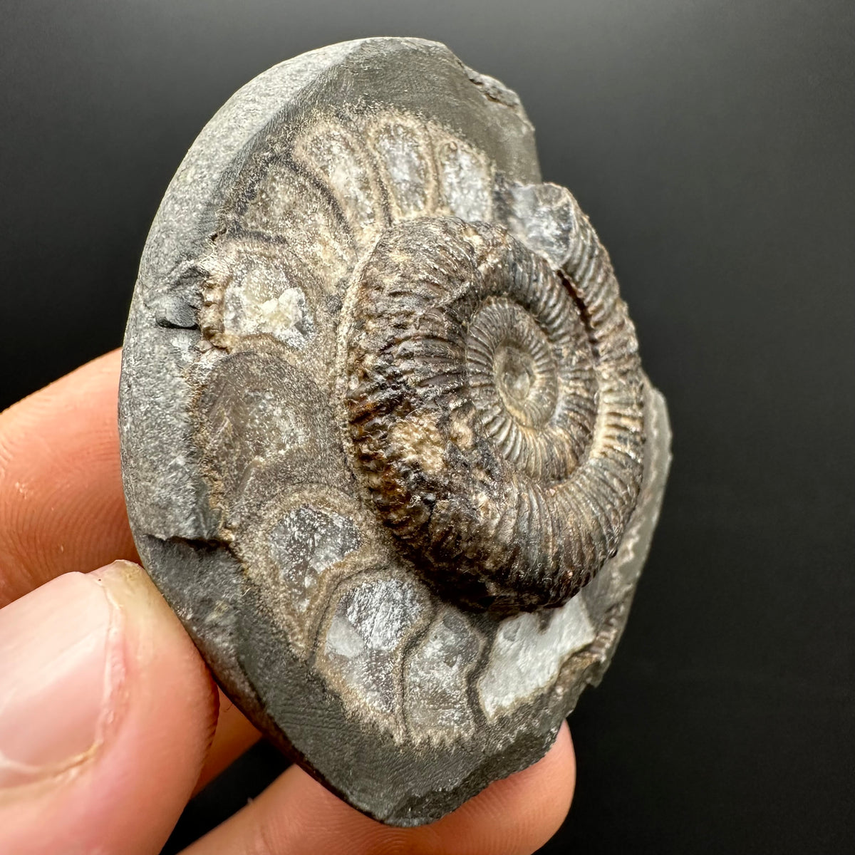 Dactylioceras Ammonite Fossil With box and Stand - Whitby, North Yorkshire Jurassic Coast Yorkshire Fossils
