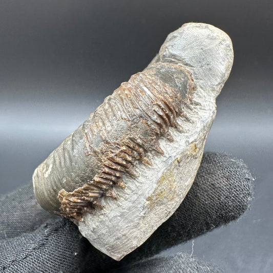 Peronoceras fibulatum Ammonite fossil with box and stand - Whitby, North Yorkshire Jurassic Coast Yorkshire Fossils