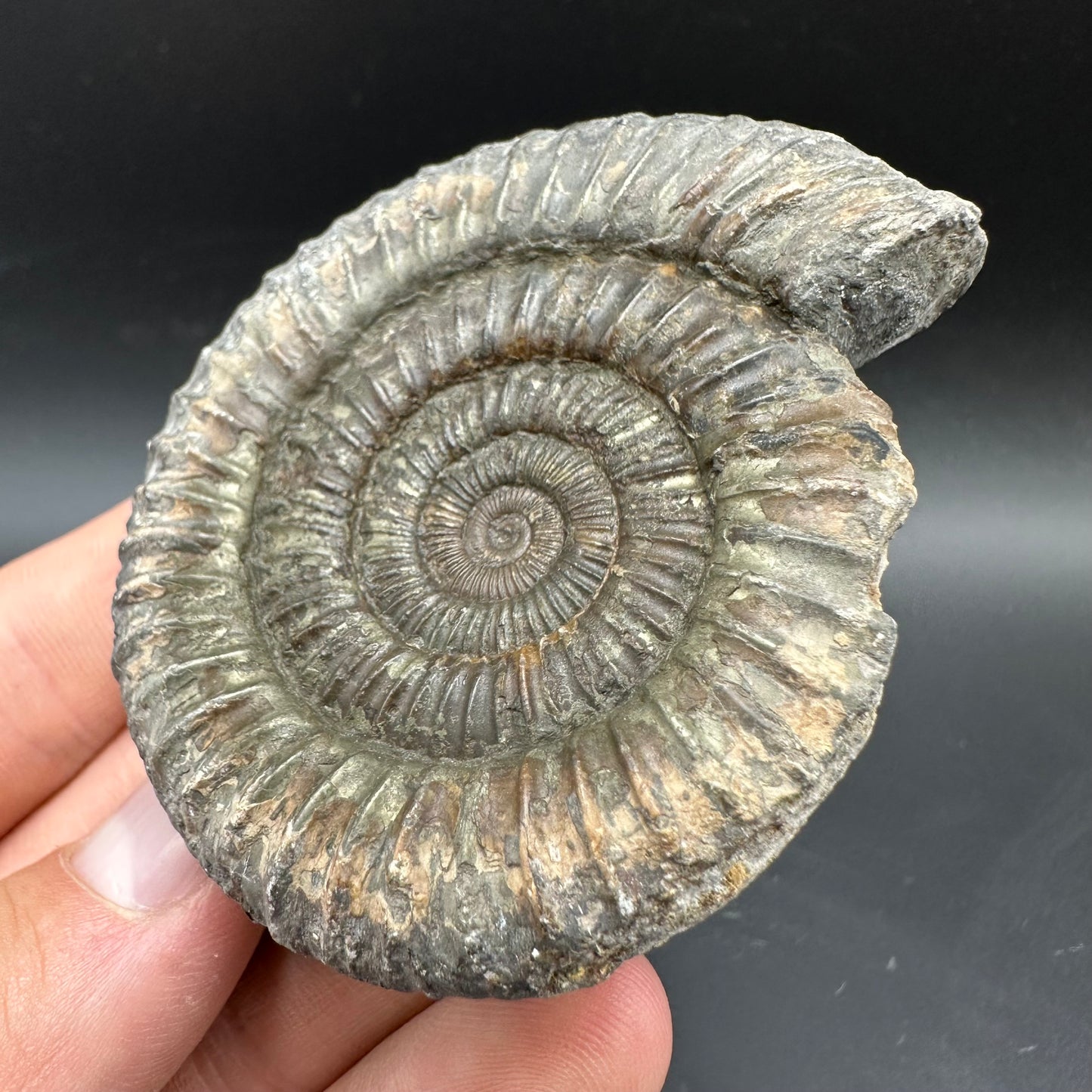 Dactylioceras Ammonite Fossil With box and Stand - Whitby, North Yorkshire Jurassic Coast Yorkshire Fossils