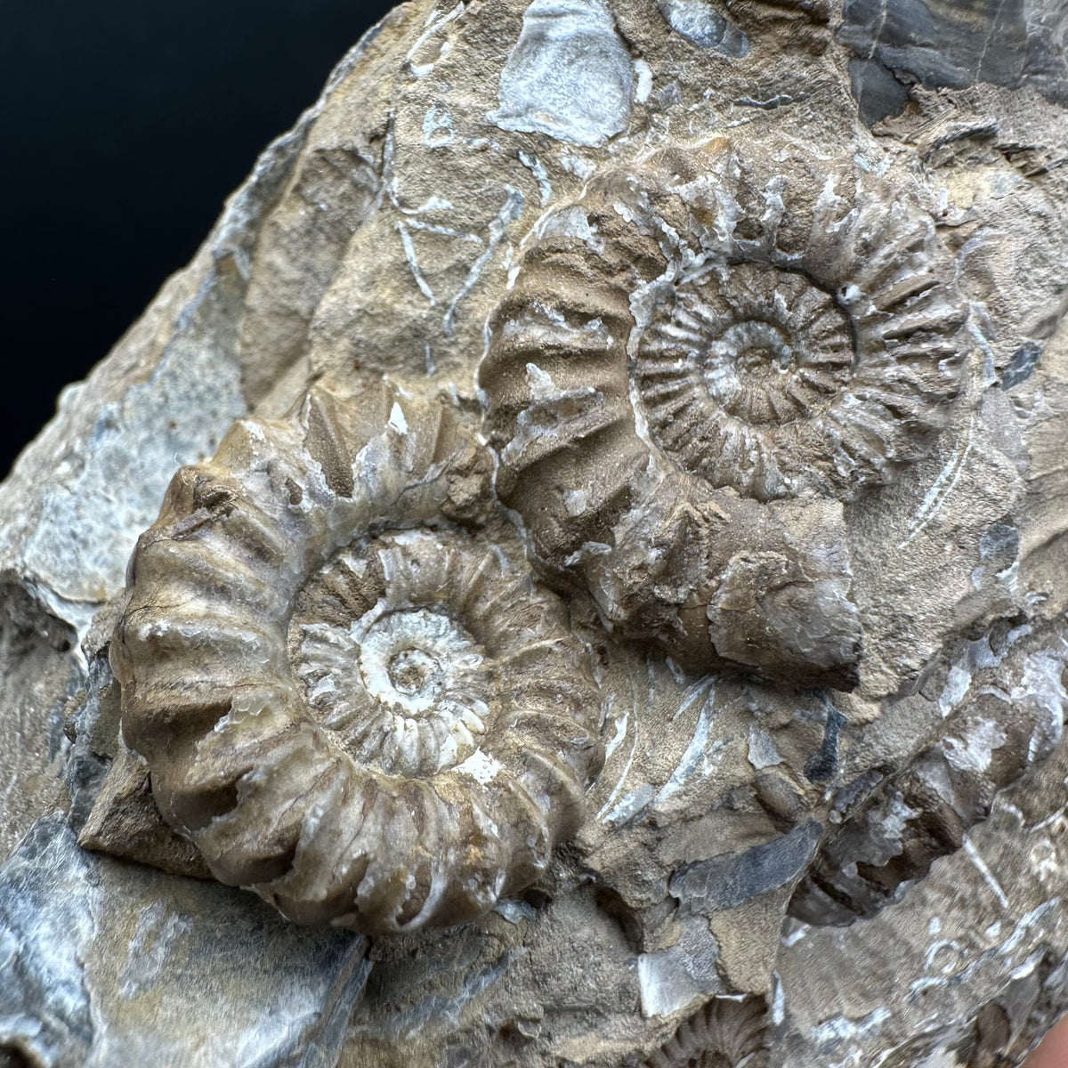 Androgynoceras capricornus Ammonite Fossil With Stand - Whitby, North Yorkshire Jurassic Coast Yorkshire Fossils
