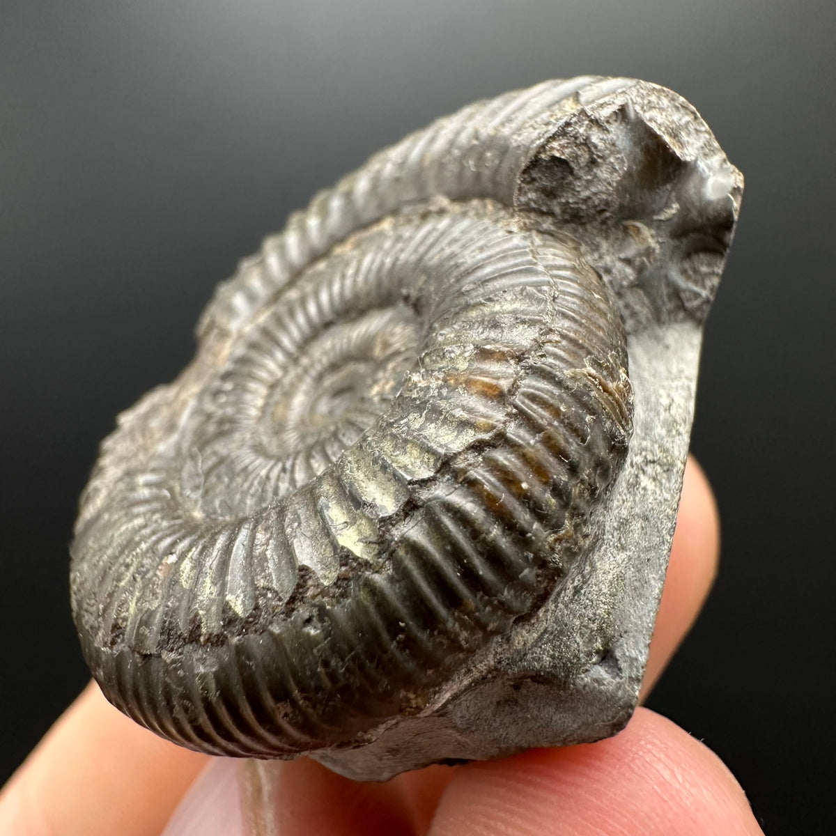 Dactylioceras Ammonite Fossil With box and Stand - Whitby, North Yorkshire Jurassic Coast Yorkshire Fossils
