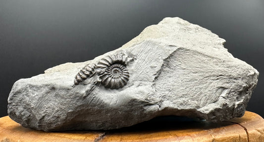 Promicroceras ammonite shell fossil with stand - Whitby, North Yorkshire Jurassic Coast Yorkshire Fossils