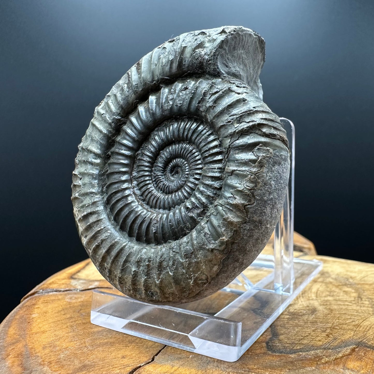 Dactylioceras Ammonite Fossil With box and Stand - Whitby, North Yorkshire Jurassic Coast Yorkshire Fossils