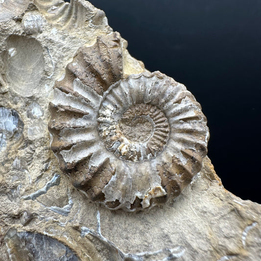 Androgynoceras capricornus Ammonite Fossil With Stand - Whitby, North Yorkshire Jurassic Coast Yorkshire Fossils