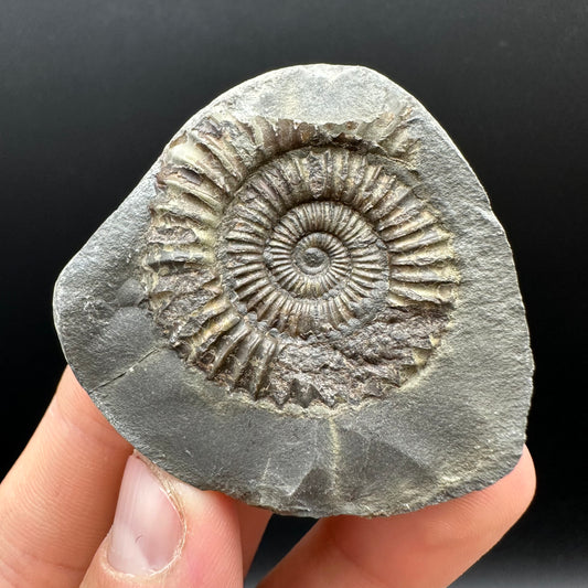 Dactylioceras Ammonite nodule (split pair) Fossil With Box And Stand - Whitby, North Yorkshire Jurassic Coast Yorkshire Fossils