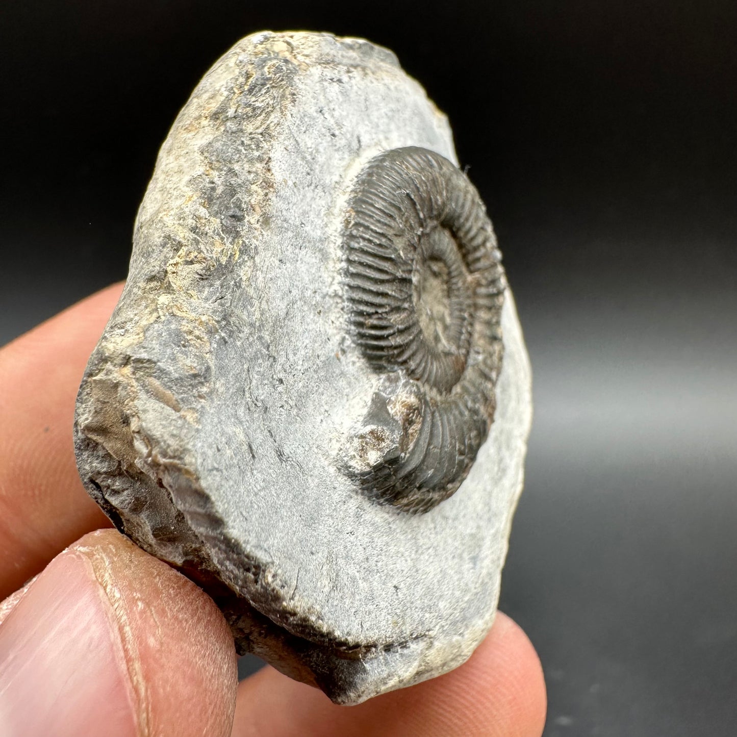 Dactylioceras Ammonite Fossil With Box And Stand - Whitby, North Yorkshire Jurassic Coast Yorkshire Fossils