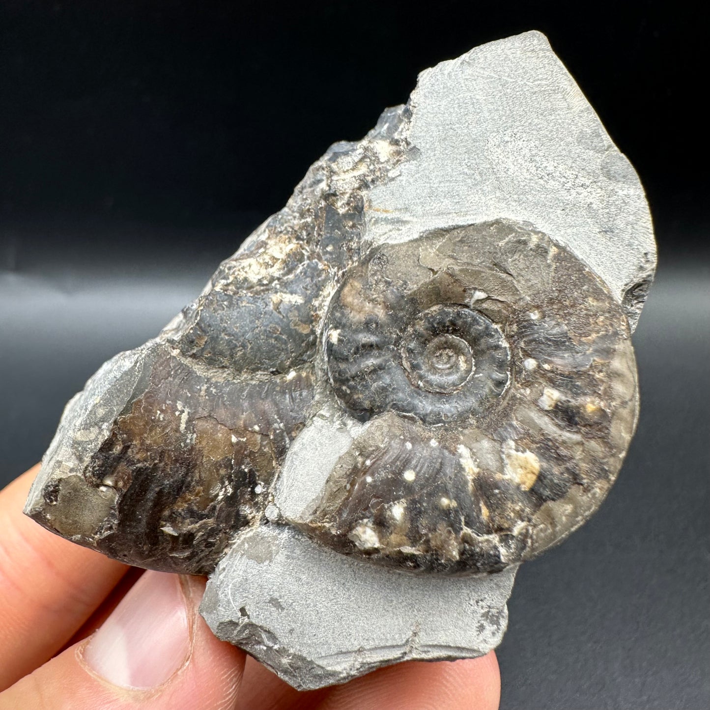 Grammoceras thoaurense Ammonite shell fossil with box and stand - Whitby, North Yorkshire, Yorkshire Fossils from the Jurassic Coast