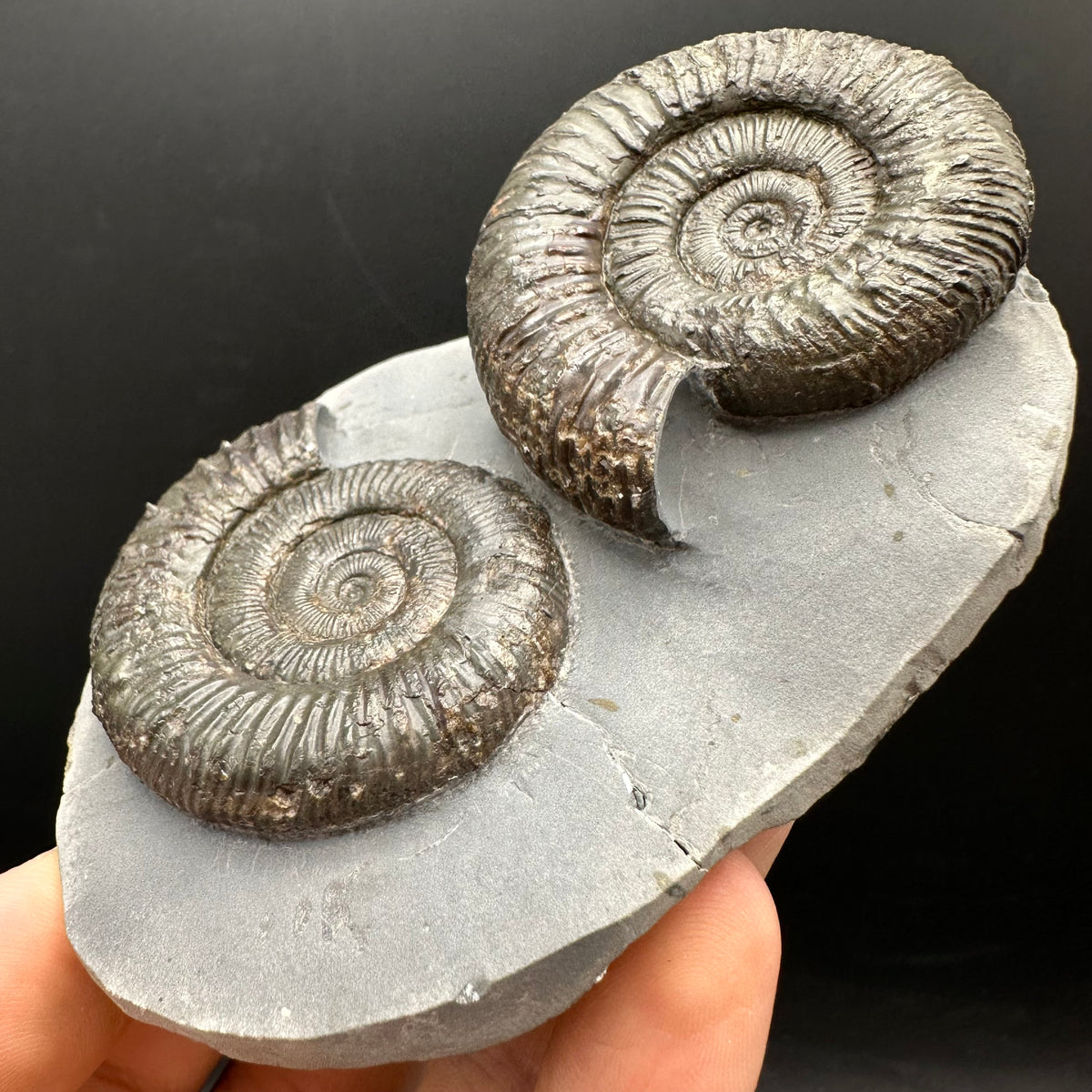 Peronoceras fibulatum Ammonite fossil with box and stand - Whitby, North Yorkshire Jurassic Coast Yorkshire Fossils