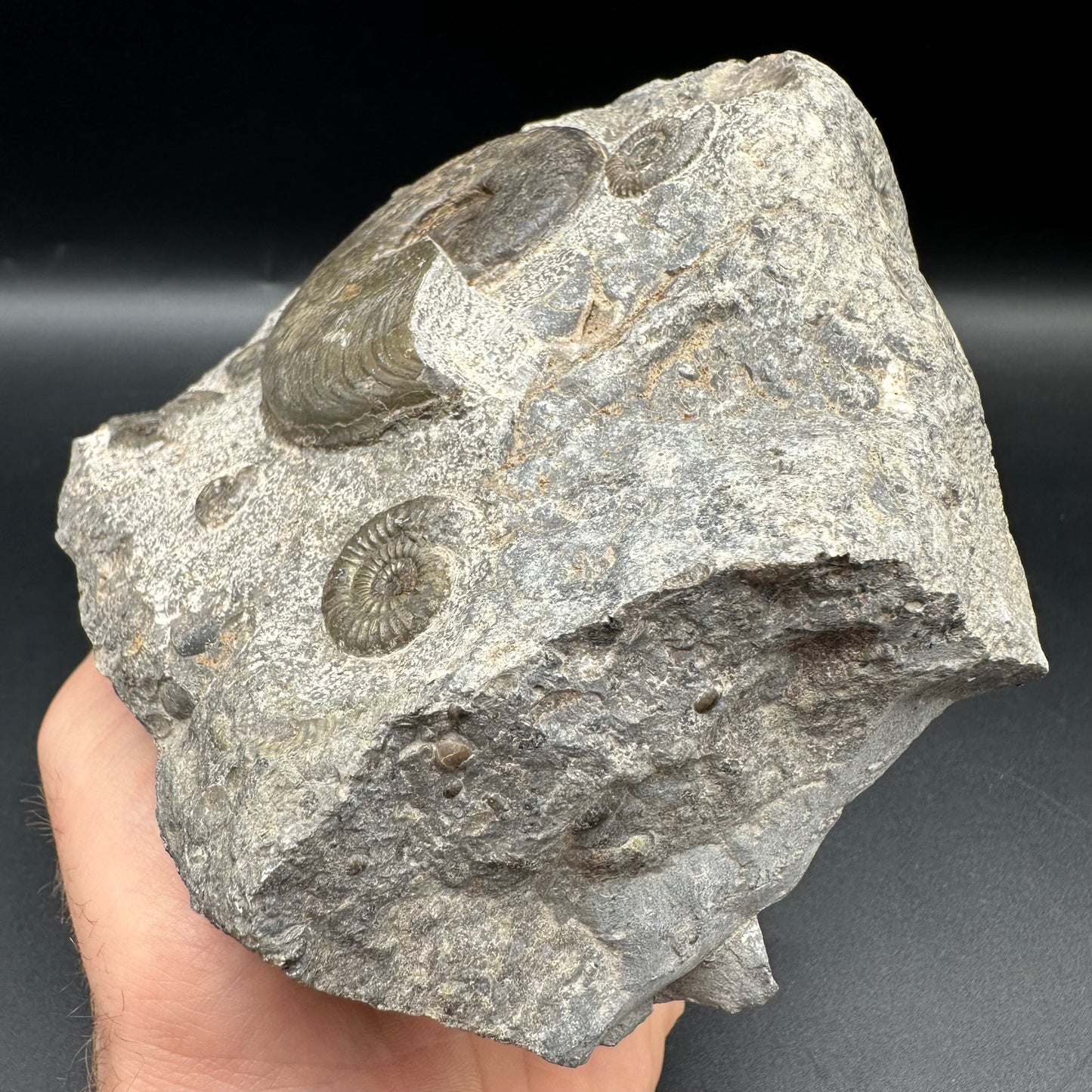 Harpoceras Sp. Ammonite fossil - Whitby, North Yorkshire Jurassic Coast Yorkshire Fossils