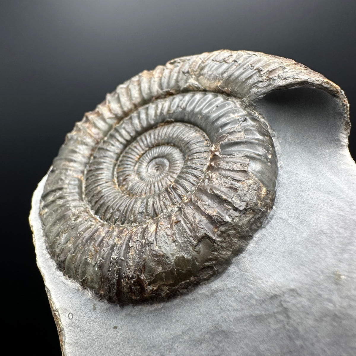 Dactylioceras Ammonite Fossil With Stand - Whitby, North Yorkshire Jurassic Coast Yorkshire Fossils