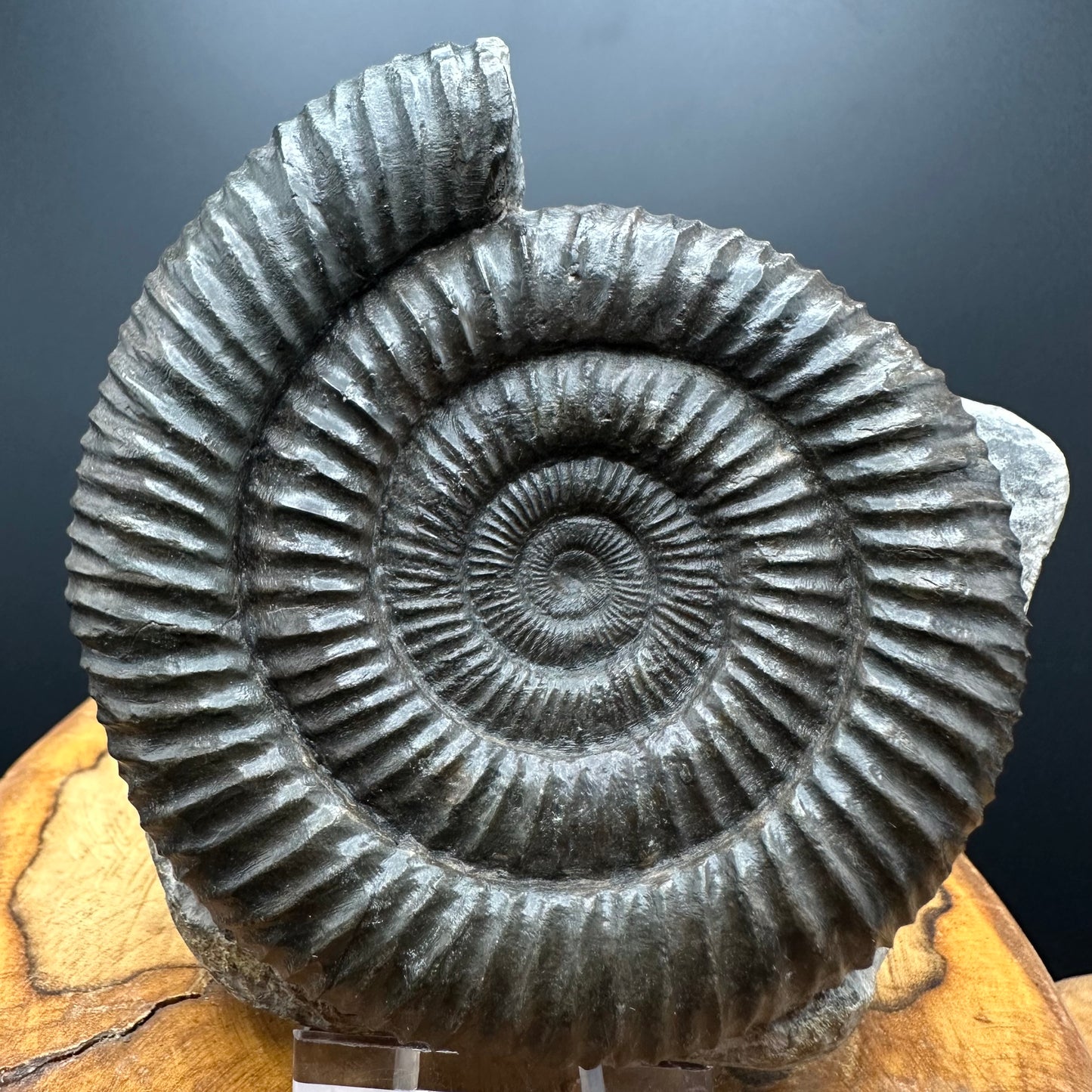Dactylioceras Ammonite Fossil With box and Stand - Whitby, North Yorkshire Jurassic Coast Yorkshire Fossils