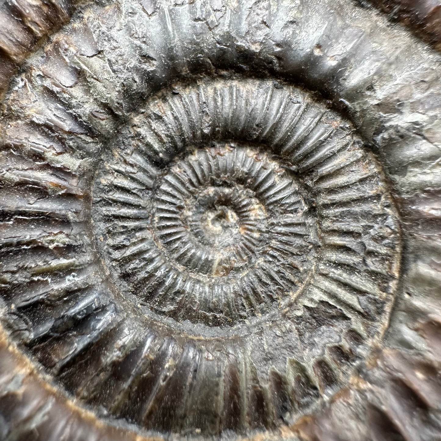 Dactylioceras Ammonite Fossil With Box And Stand - Whitby, North Yorkshire Jurassic Coast Yorkshire Fossils