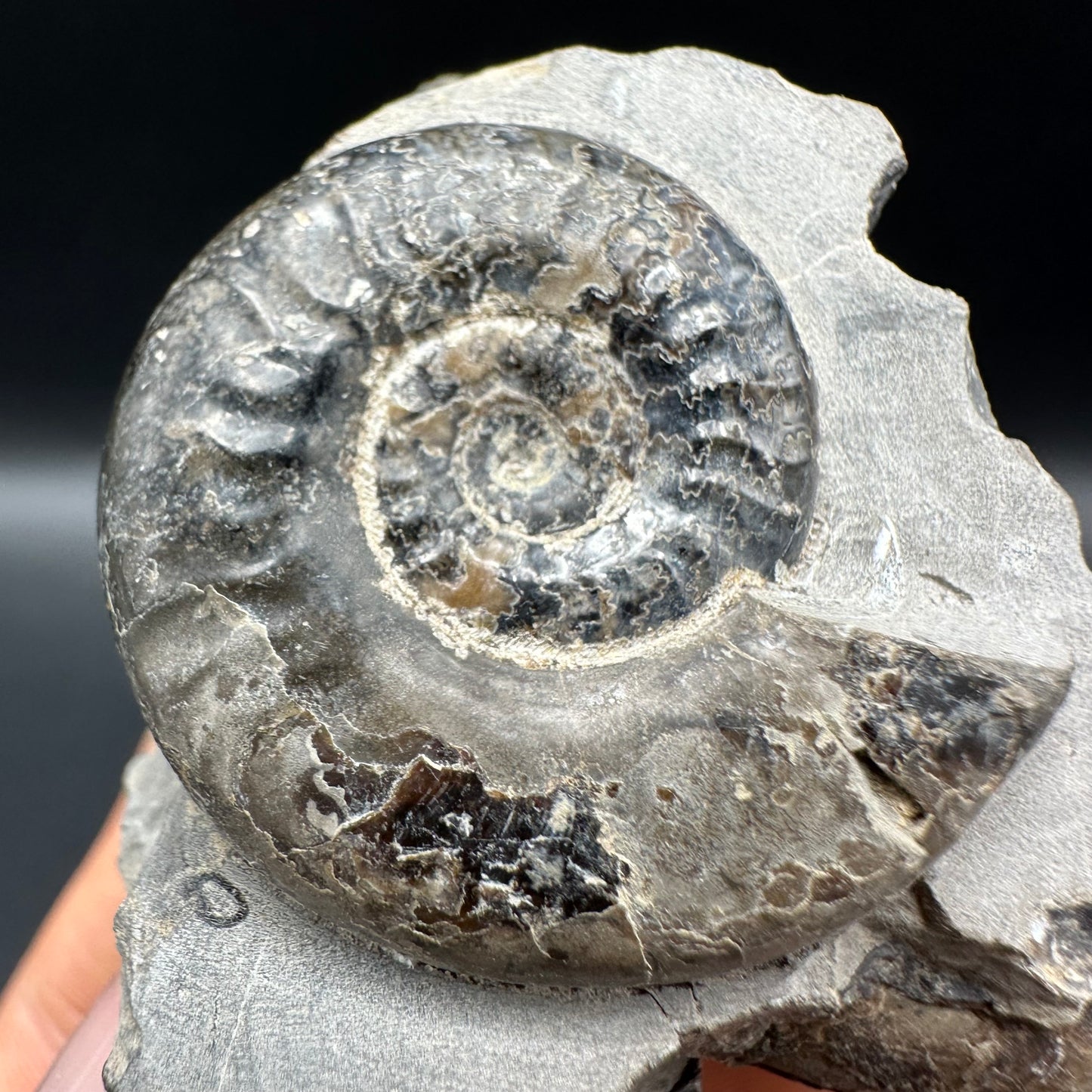 Grammoceras thoaurense Ammonite shell fossil with box and stand - Whitby, North Yorkshire, Yorkshire Fossils from the Jurassic Coast